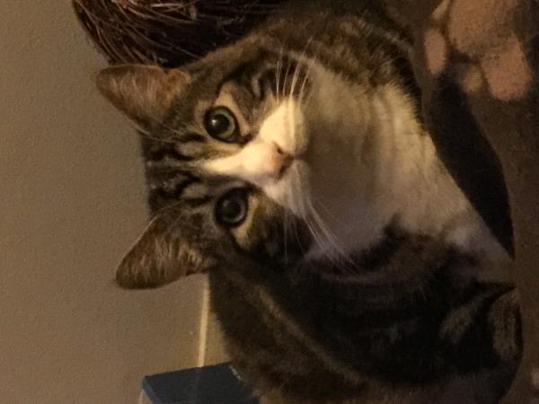 /Images/uploads/Humane Society of Utah/HSU2018/entries/4037thumb.jpg